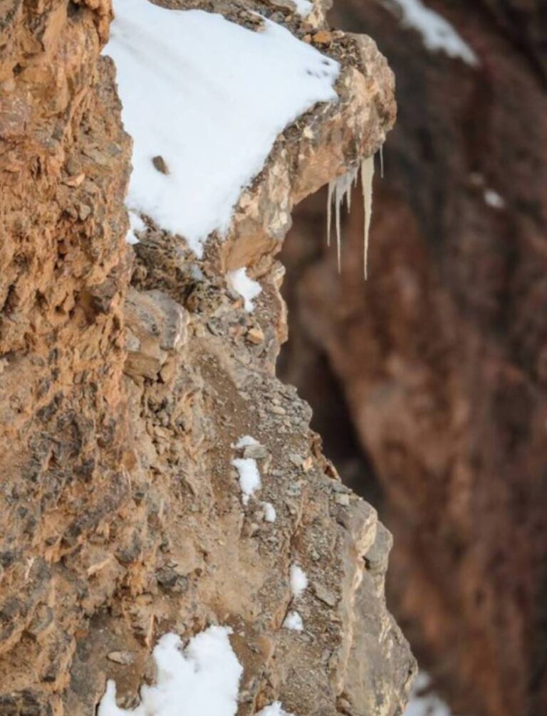 Este destul de greu de găsit pisica ascunsă în această fotografie, nu-i așa?