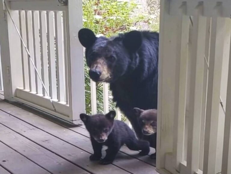 Un bărbat a fost prieten cu un urs timp de câțiva ani, iar într-o zi acesta a apărut și i-a pregătit o surpriză neașteptată.
