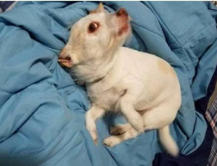 Am întâmpinat dificultăți în a identifica animalul din această fotografie. Ce crezi că ar putea fi?