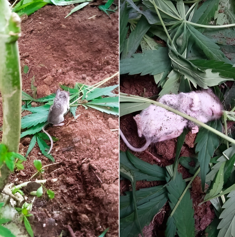 Un șobolan sălbatic este supus „reabilitării” după ce a mâncat o plantă de canabis.
