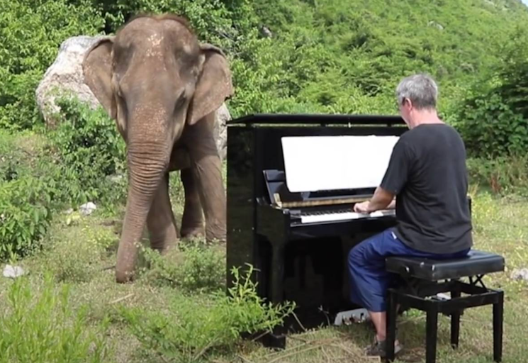 Priviți reacția emoționantă a acestui elefant orb în momentul în care aude sunetele pianului. O scenă fermecătoare care aduce magia vieții sălbatice mai aproape de sufletul nostru!