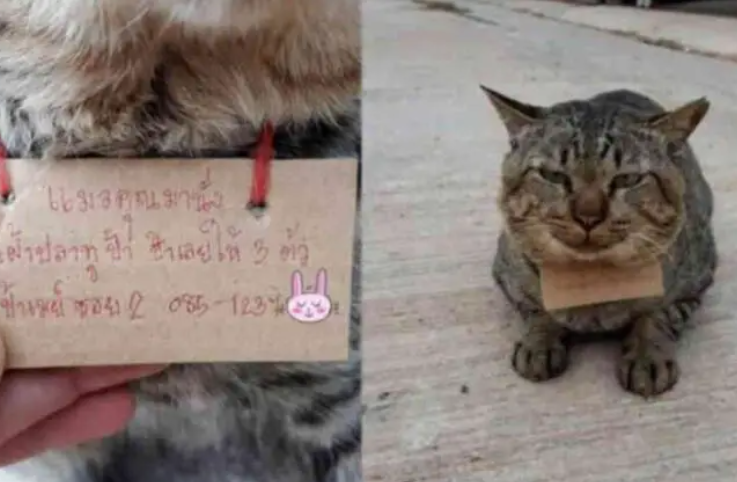 Pisica fusese dispărută de trei zile. Acesta este biletul pe care l-a adus când s-a întors acasă.