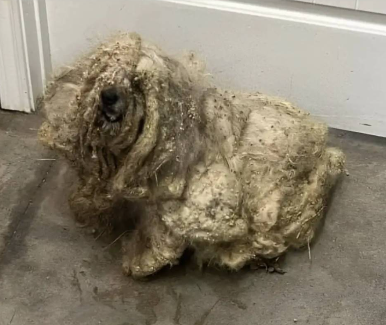Un adăpost pentru animale a salvat un câine abandonat, acoperit cu trei kilograme de păr împletit. După ce a primit îngrijire și a fost îngrijit corespunzător, câinele s-a transformat complet, devenind mult mai confortabil și sănătos.