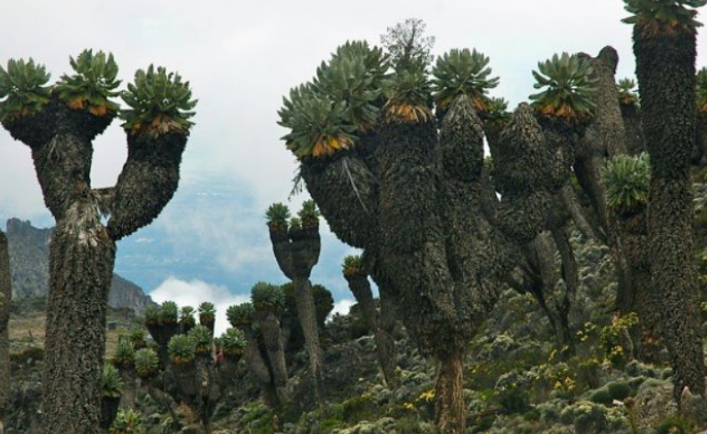 Descoperirea unei Păduri Preistorice pe Kilimanjaro: O Fereastră Către Era Dinozaurilor