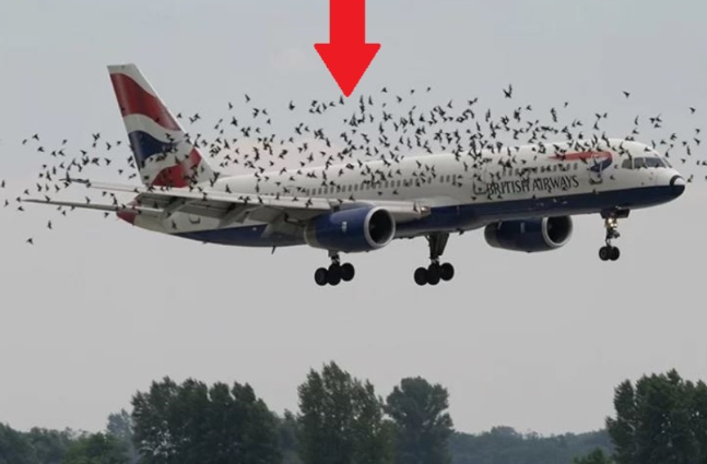Reacția emoțională a pilotului în momentul în care a aflat motivul comportamentului păsărilor lângă avion