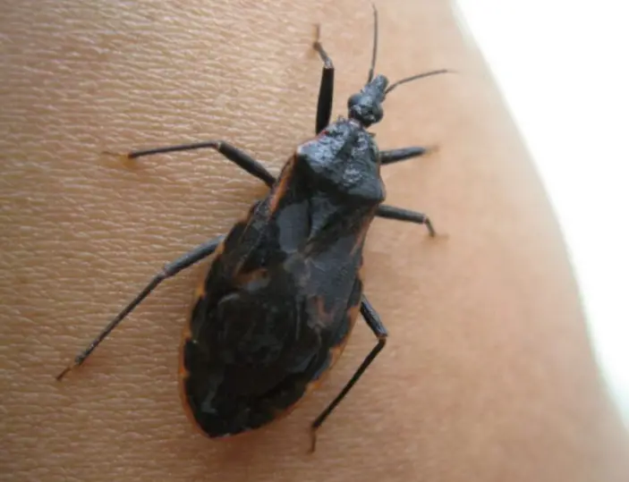 Aceste insecte letale ies la iveală în timpul nopții pentru a-și vâna prada. Atacă în liniște, lăsând în urmă moarte sau răni ireparabile.