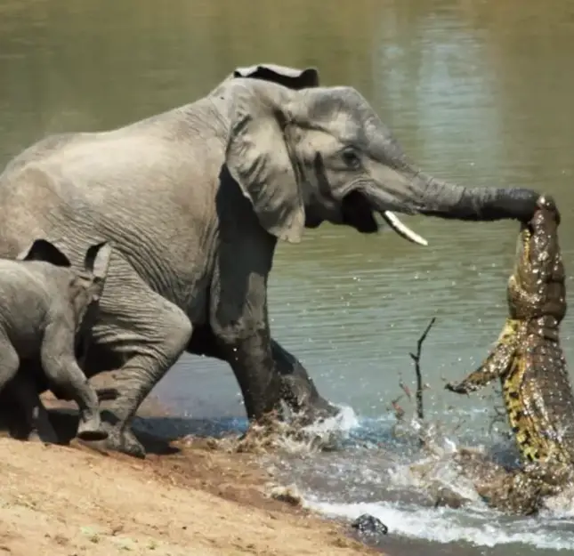 Sub soarele arzător al savanei, liniștea a fost spartă de o umbră venind din adâncuri. Un crocodil s-a repezit din apă ca o nălucă și a prins trompa puiului de elefant într-o încleștare crudă. Ce a urmat a fost o veritabilă scenă de teatru al naturii – unde frica, curajul și iubirea s-au întâlnit în mijlocul prafului și al urletelor.