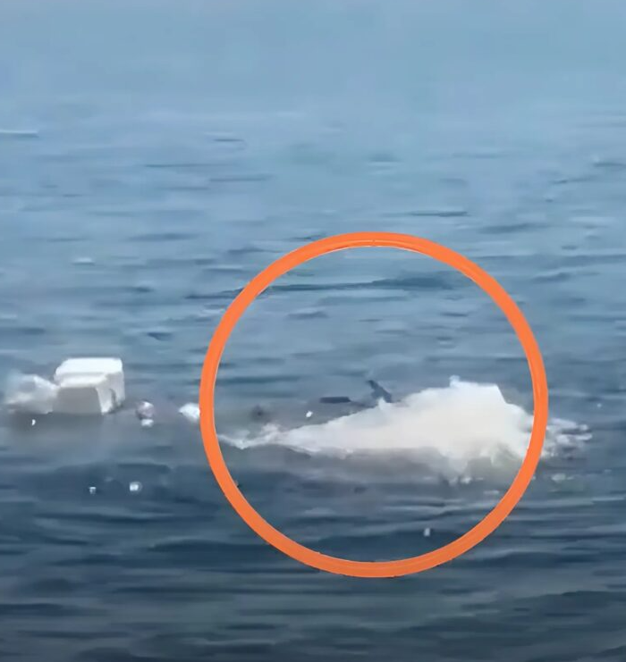 Au confundat-o cu gunoiul oceanic – dar ceea ce au descoperit le-a schimbat viața