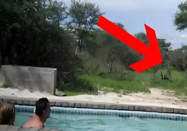 Turiștii se relaxau la piscină într-o zi caldă de vară, când un oaspete surpriză a stricat petrecerea — fără să fie invitat.