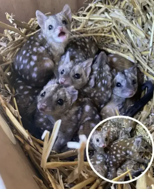 Un grup de creaturi acoperite cu o blană neobișnuită a fost descoperit recent, iar această descoperire a stârnit uimirea cercetătorilor.