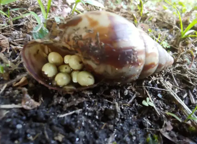 Ouă bizare găsite de un fermier – surpriza uriașă a oamenilor de știință