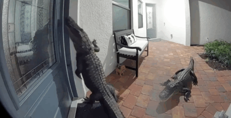 Surpriză de necrezut în Florida: doi aligatori au apărut la ușă — unul stătea în picioare, ca un om