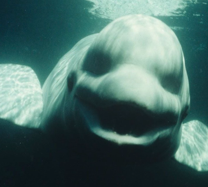 Balena beluga care vorbea ca un om — și a îngrozit martorii